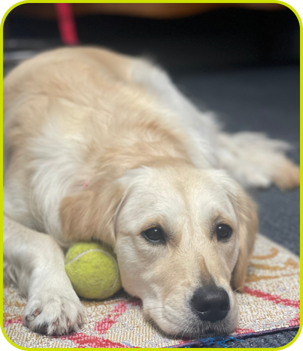 Evie the office dog laying on floor with tennis ball.